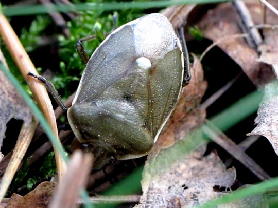 Chlorochroa pinicola
