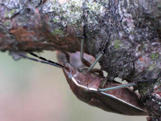 Chlorochroa pinicola