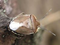 Chlorochroa pinicola