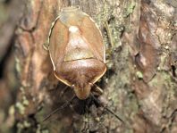 Chlorochroa pinicola