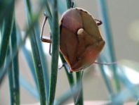 Chlorochroa pinicola