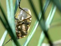 Chlorochroa pinicola
