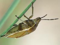 Chlorochroa juniperina