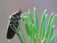 Chlorochroa pinicola