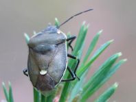 Chlorochroa pinicola