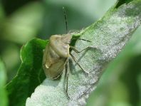 Chlorochroa juniperina