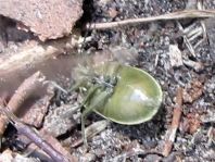 Chlorochroa juniperina