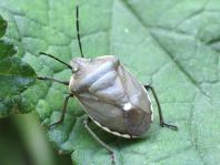 Chlorochroa pinicola