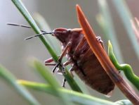 Chlorochroa pinicola