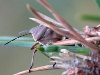 Chlorochroa pinicola