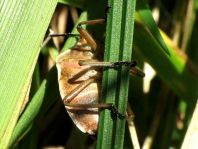 Chlorochroa pinicola