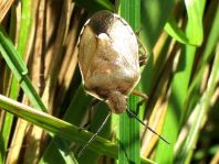 Chlorochroa pinicola