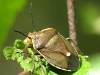 Chlorochroa pinicola