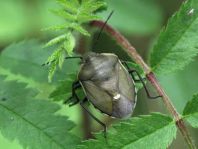 Chlorochroa pinicola