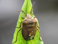 Chlorochroa pinicola