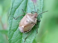Chlorochroa pinicola
