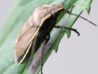 Chlorochroa pinicola