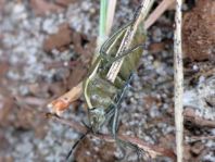 Chlorochroa pinicola