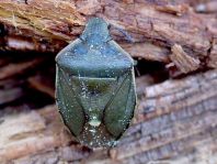 Chlorochroa pinicola