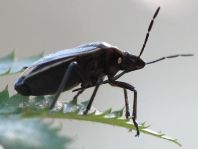 Chlorochroa pinicola