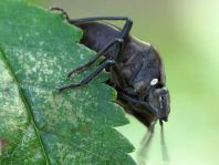 Chlorochroa pinicola