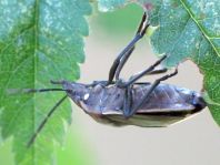 Chlorochroa pinicola