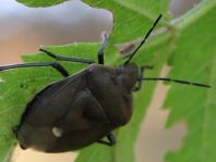Chlorochroa pinicola