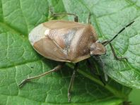 Chlorochroa pinicola