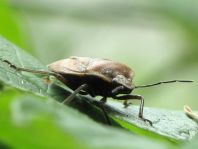Chlorochroa pinicola