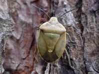 Chlorochroa pinicola