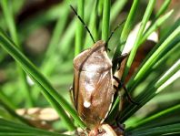 Chlorochroa pinicola