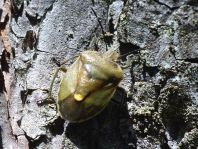 Chlorochroa pinicola