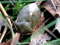 Chlorochroa pinicola
