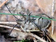 Chlorochroa pinicola