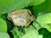 Chlorochroa pinicola