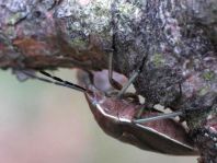 Chlorochroa pinicola