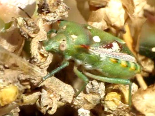 Chroantha ornatula