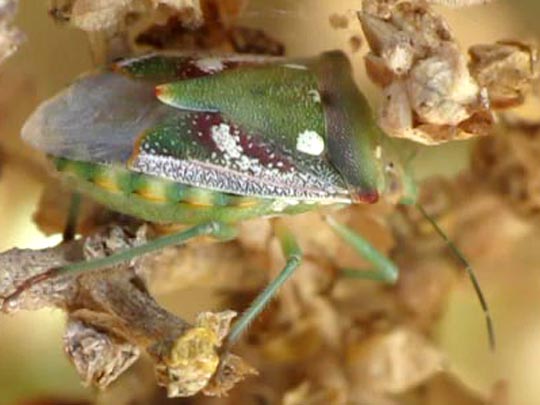 Chroantha ornatula
