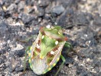 Chroantha ornatula