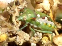 Chroantha ornatula