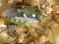 Chroantha ornatula