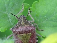 Dolycoris baccarum, Beerenwanze