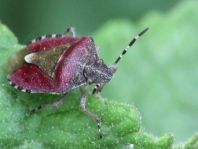 Dolycoris baccarum, Beerenwanze