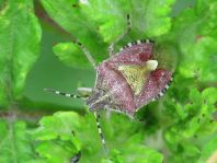 Dolycoris baccarum, Beerenwanze