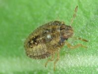Dolycoris baccarum, Beerenwanze