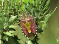Dolycoris baccarum, Beerenwanze