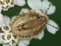 Dolycoris baccarum, Beerenwanze