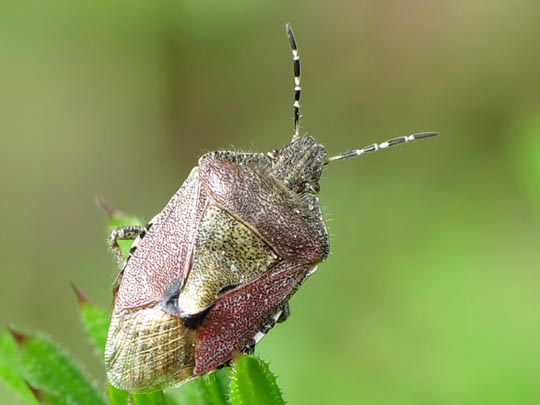 Dolycoris baccarum, Beerenwanze