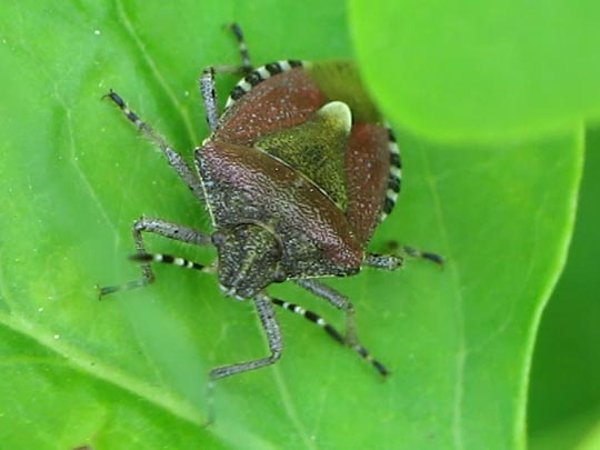 Dolycoris baccarum, Beerenwanze