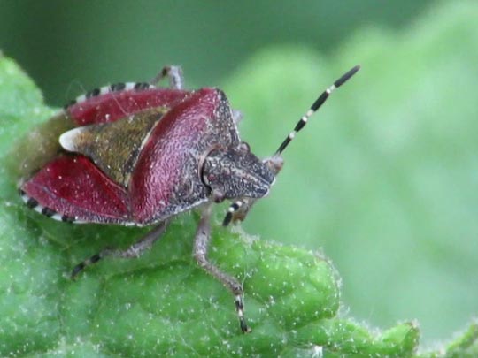 Dolycoris baccarum, Beerenwanze